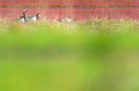BUITEN BEELD Foto: 376331
