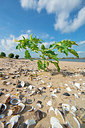 BUITEN BEELD Foto: 376494