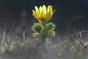 BUITEN BEELD Foto: 376650