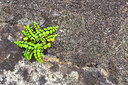 BUITEN BEELD Foto: 376667