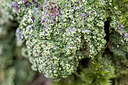 BUITEN BEELD Foto: 377144