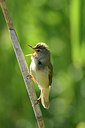 BUITEN BEELD Foto: 377153