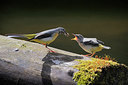 BUITEN BEELD Foto: 377537