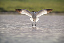 BUITEN BEELD Foto: 377558