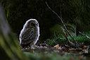 BUITEN BEELD Foto: 377750