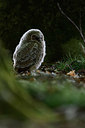 BUITEN BEELD Foto: 377751