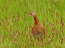 BUITEN BEELD Foto: 378181