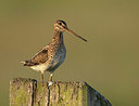 BUITEN BEELD Foto: 378346