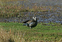 BUITEN BEELD Foto: 37000