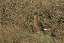 BUITEN BEELD Foto: 37002