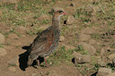 BUITEN BEELD Foto: 37004