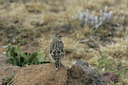 BUITEN BEELD Foto: 37013