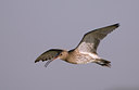 BUITEN BEELD Foto: 37046