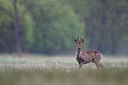 BUITEN BEELD Foto: 37060