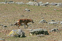 BUITEN BEELD Foto: 37093