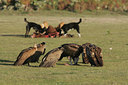 BUITEN BEELD Foto: 37100