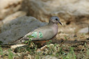 BUITEN BEELD Foto: 37111
