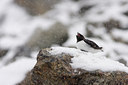 BUITEN BEELD Foto: 37141