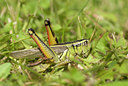 BUITEN BEELD Foto: 37206