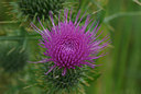 BUITEN BEELD Foto: 37235