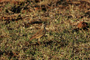 BUITEN BEELD Foto: 37274