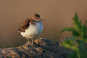 BUITEN BEELD Foto: 37324