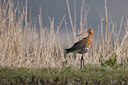 BUITEN BEELD Foto: 37407