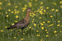 BUITEN BEELD Foto: 37409