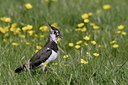 BUITEN BEELD Foto: 37413