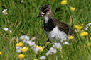 BUITEN BEELD Foto: 37417