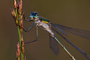 BUITEN BEELD Foto: 37433