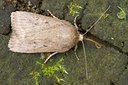 BUITEN BEELD Foto: 37436