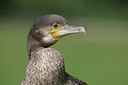 BUITEN BEELD Foto: 37505