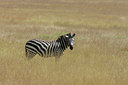BUITEN BEELD Foto: 37537