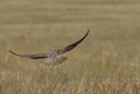 BUITEN BEELD Foto: 37540