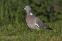 BUITEN BEELD Foto: 37623