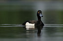 BUITEN BEELD Foto: 37678