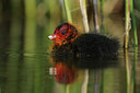 BUITEN BEELD Foto: 37680