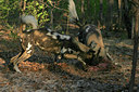 BUITEN BEELD Foto: 37700