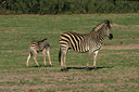 BUITEN BEELD Foto: 37707