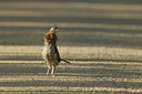 BUITEN BEELD Foto: 37731