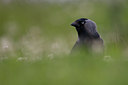 BUITEN BEELD Foto: 37751