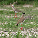 BUITEN BEELD Foto: 37807