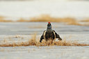 BUITEN BEELD Foto: 37895
