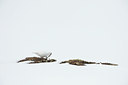 BUITEN BEELD Foto: 37936