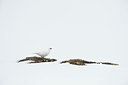 BUITEN BEELD Foto: 37937