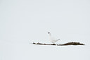 BUITEN BEELD Foto: 37938