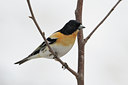 BUITEN BEELD Foto: 37947
