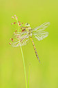 BUITEN BEELD Foto: 379057