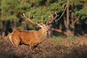 BUITEN BEELD Foto: 379346